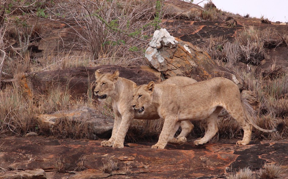 hungrige, junge Löwen Weibchen im Lumo Conservancy